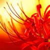Close Up Red Spider Lily Paint By Numbers