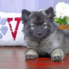 Cute keeshond Puppy Dog Paint By Number