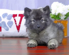 Cute keeshond Puppy Dog Paint By Number