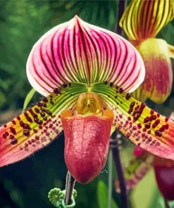Lady Slipper Orchids Flowers Paint By Numbers