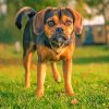 Puggle Dog Paint By Numbers