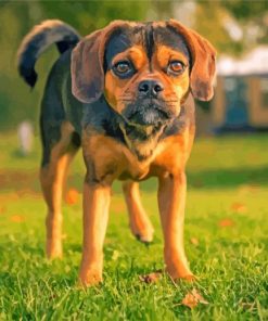 Puggle Dog Paint By Numbers