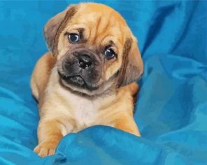 Cute Puggle Puppy Paint By Numbers