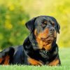 Rottweiler Dog Paint By Numbers
