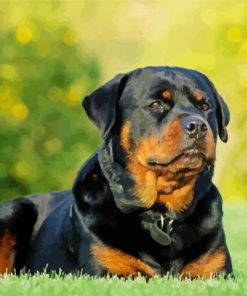 Rottweiler Dog Paint By Numbers