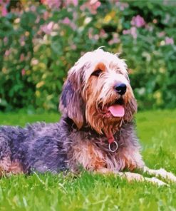 Otterhound Dog Paint By Numbers