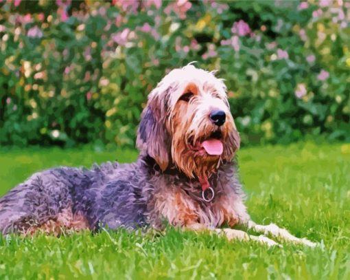 Otterhound Dog Paint By Numbers