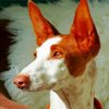Podenco Dog Paint By Numbers