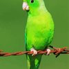 Green Parrotlet Bird Paint By Numbers