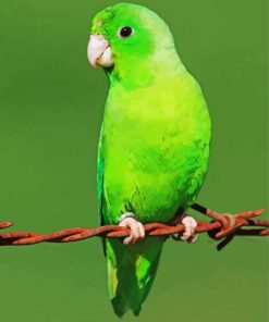 Green Parrotlet Bird Paint By Numbers