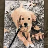 Custom Painting By Numbers​ Pets gallery image 2