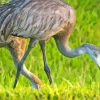 Sandhill Crane Back View Paint By Numbers