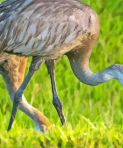 Sandhill Crane Back View Paint By Numbers
