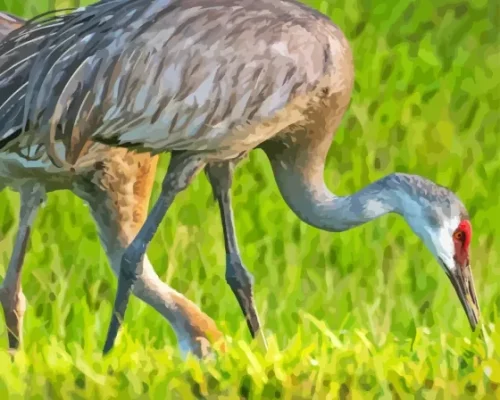 Sandhill Crane Back View Paint By Numbers