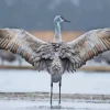 Sandhill Crane Back View Paint By Numbers