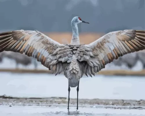 Sandhill Crane Back View Paint By Numbers 