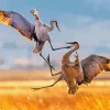 Sandhill Crane Fighting Paint By Numbers
