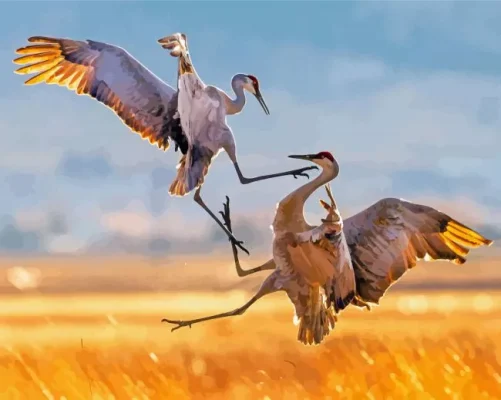 Sandhill Crane Fighting Paint By Numbers 
