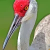 Sandhill Crane Paint By Numbers