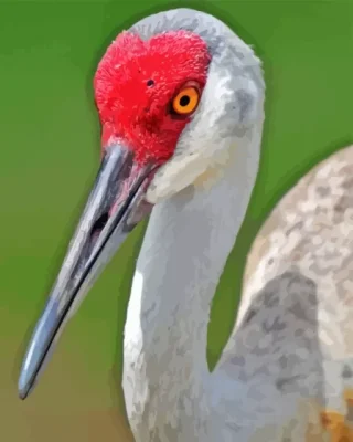 Sandhill Crane Paint By Numbers 